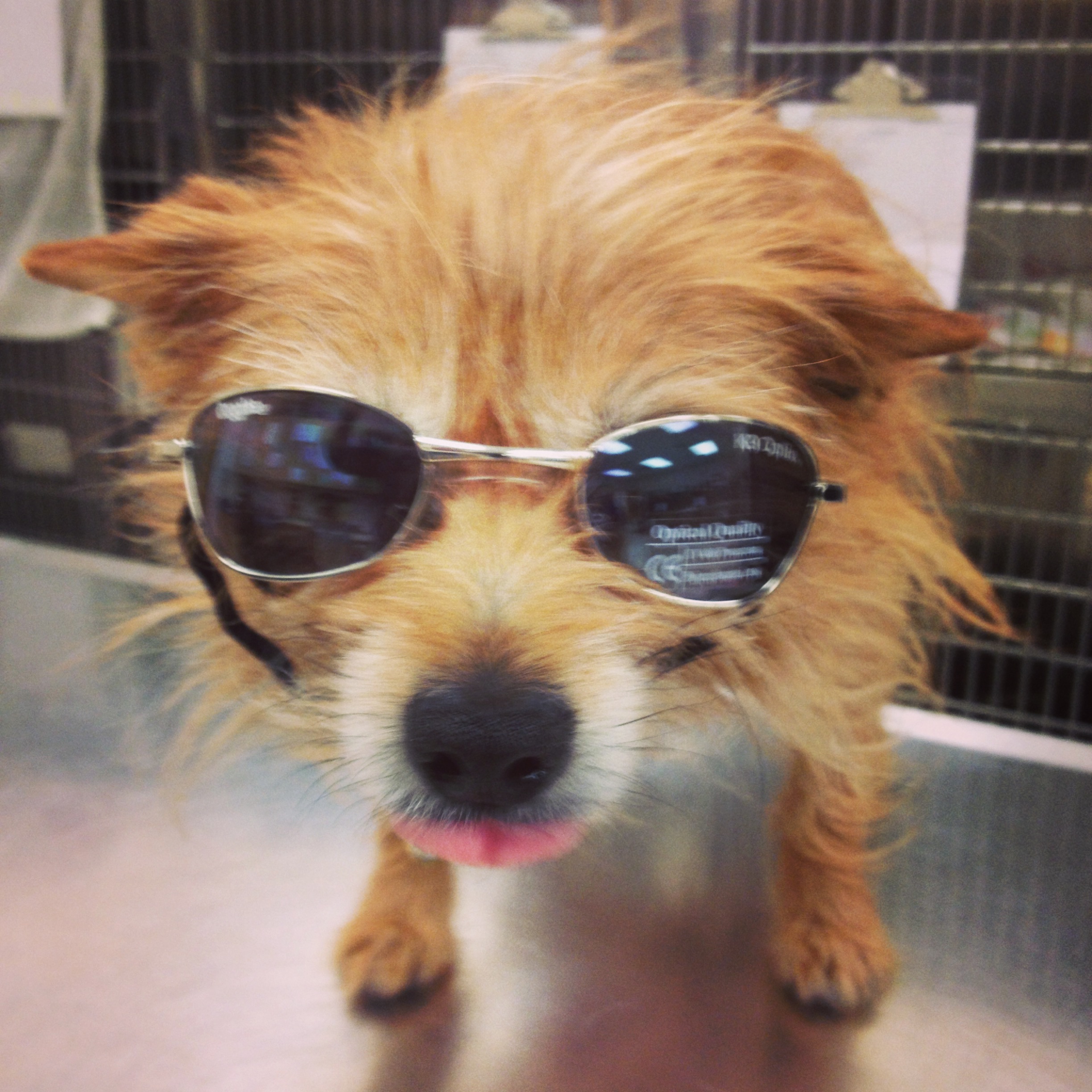 Scooter outdoor adventure - exploring with his characteristic curiosity