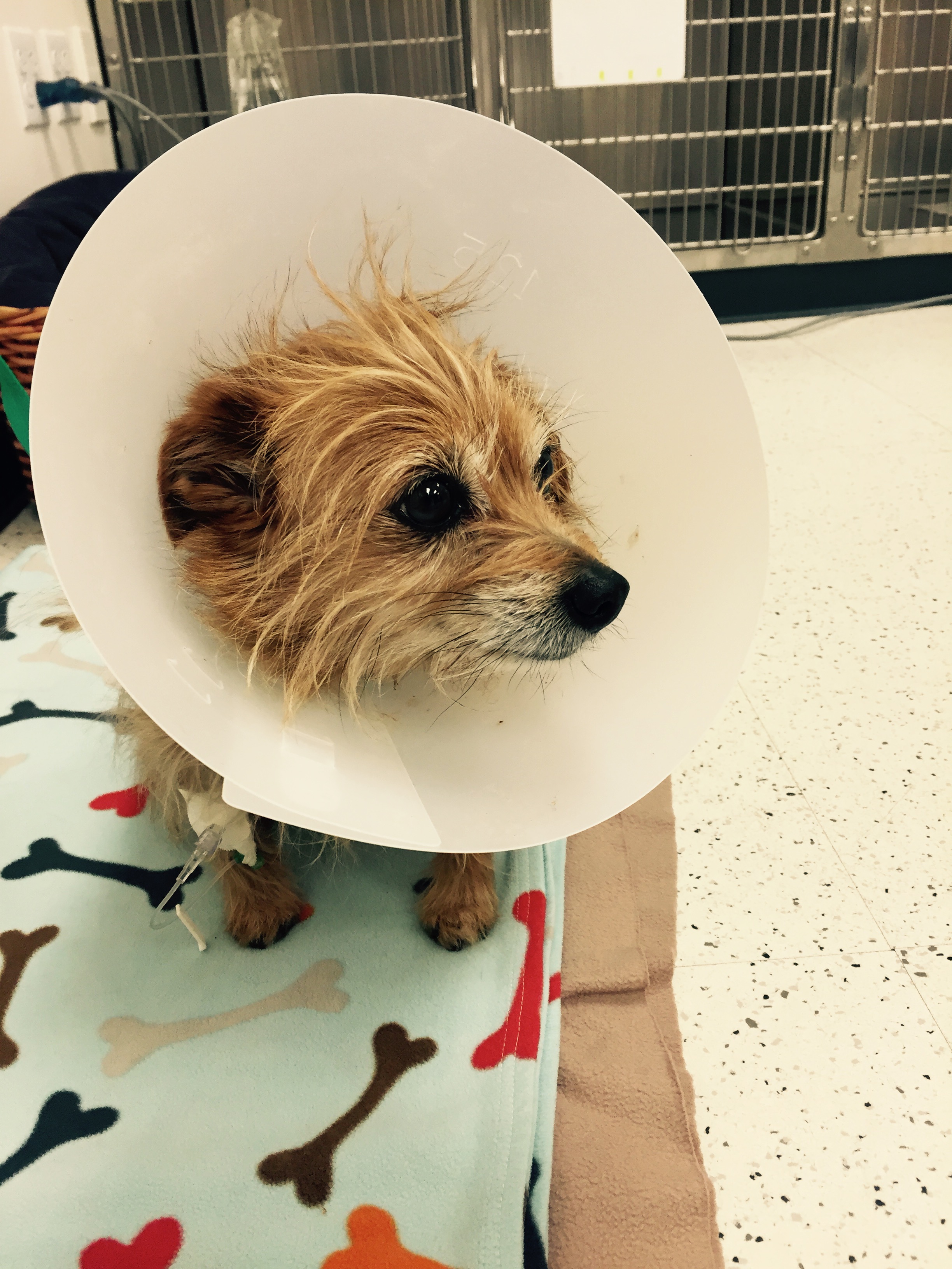 Scooter lifestyle moment - capturing his playful personality and charm