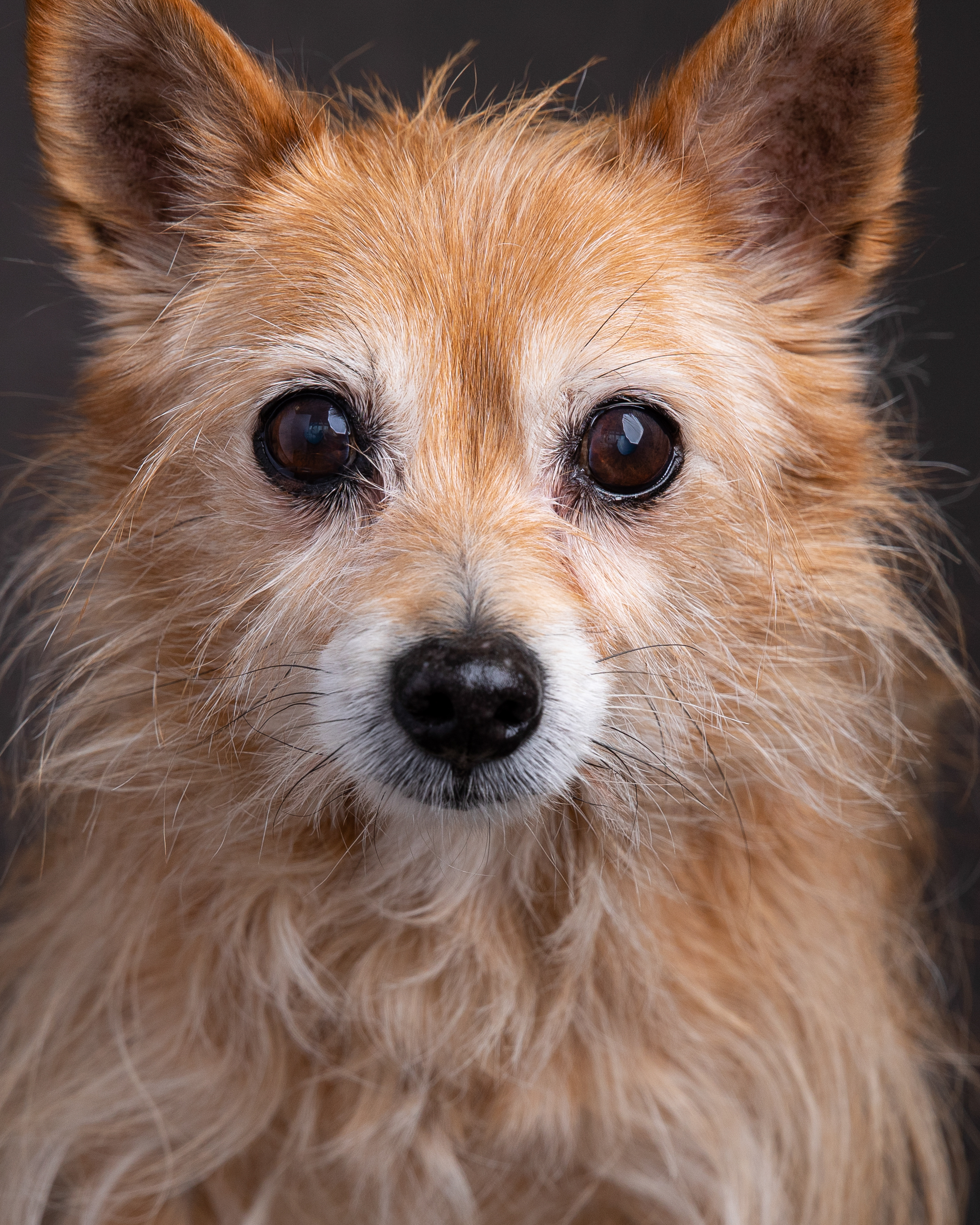 Scooter the dog - professional portrait showing his intelligent eyes and gentle nature