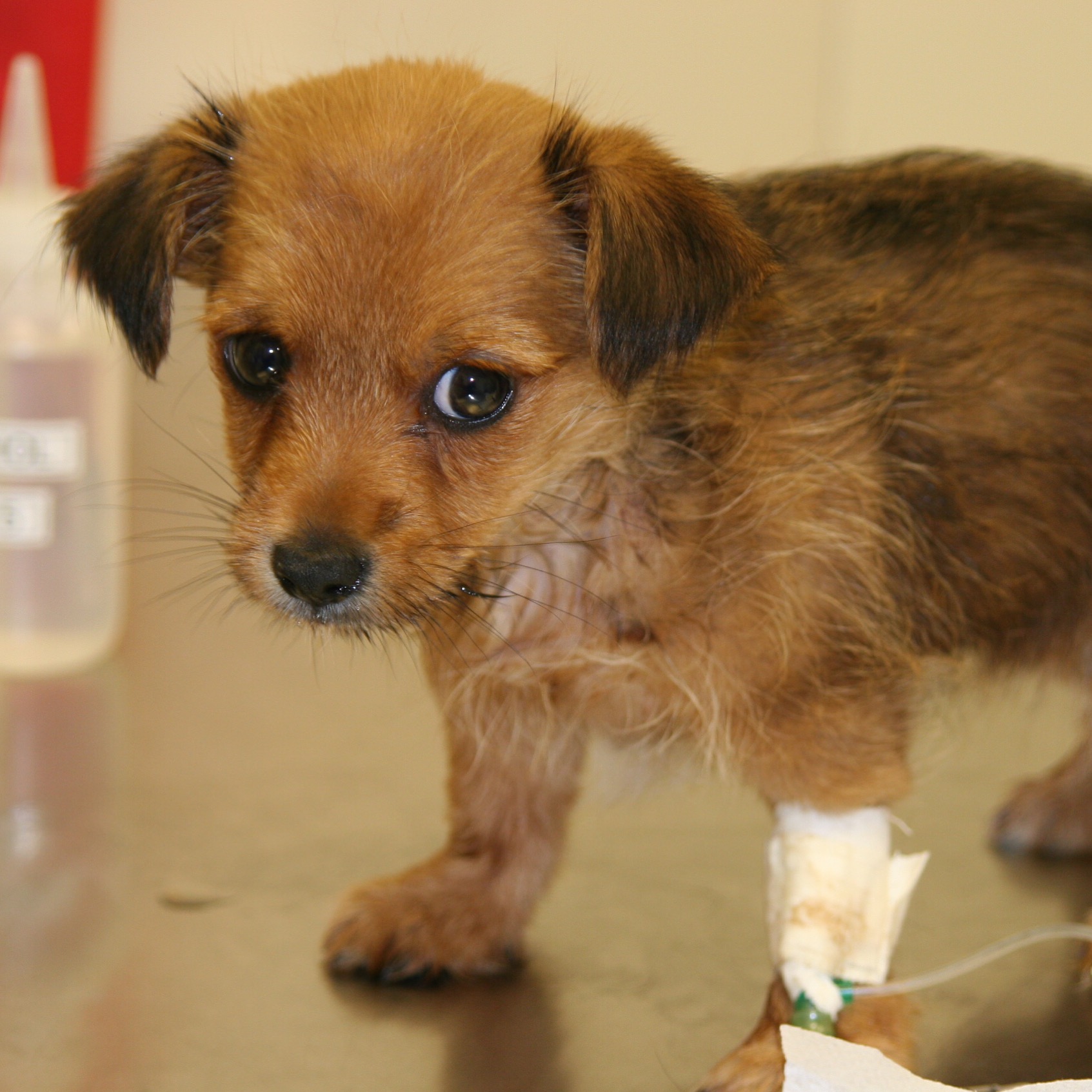 Scooter as a puppy - adorable shot showing his playful chihuahua-terrier mix personality
